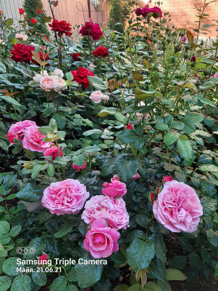 Основные работы во время цветения роз. 21 июня